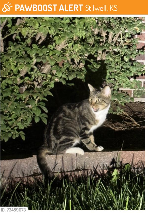 Found/Stray Male Cat last seen 162nd and Kenneth Road, Stilwell, KS 66085
