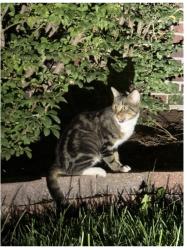 Found/Stray Male Cat last seen 162nd and Kenneth Road, Stilwell, KS 66085