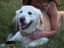 Reunited Male Dog last seen Lower Creek, Greenway, Lenoir, NC 28645