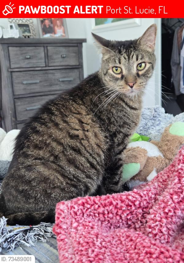 Lost Male Cat last seen Del Prado and Mediterranean, Port St. Lucie, FL 34952