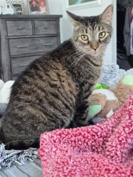 Lost Male Cat last seen Del Prado and Mediterranean, Port St. Lucie, FL 34952