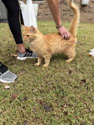 Reunited Unknown Cat last seen Near and 115 in Mooresville, NC, Mooresville, NC 28115