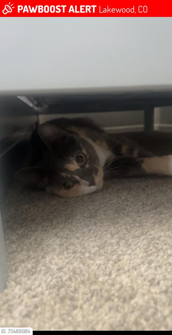 Lost Female Cat last seen Kendrick lake park, Lakewood, CO 80227