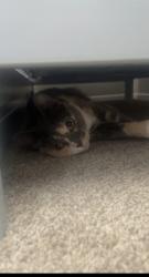 Lost Female Cat last seen Kendrick lake park, Lakewood, CO 80227