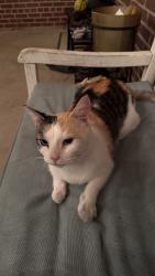 Found/Stray Female Cat last seen W 42nd St, Richmond, VA 23225