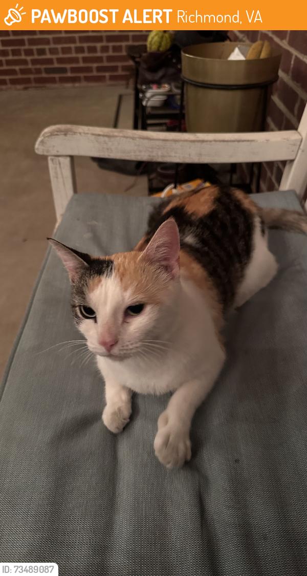Found/Stray Female Cat last seen W 42nd St, Richmond, VA 23225