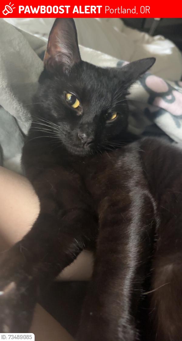 Lost Male Cat last seen keizer/blueblossom, Portland, OR 97229