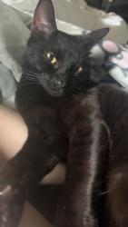Lost Male Cat last seen keizer/blueblossom, Portland, OR 97229