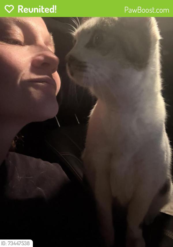 Reunited Female Cat last seen Anaverde off Coconut Pl and Guava Way, Palmdale, CA 93551