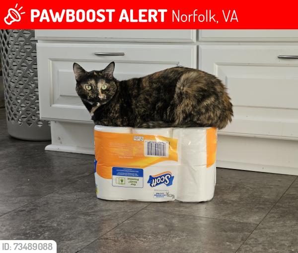 Lost Female Cat last seen Melrose Parkway and Woodbury Avenue, Norfolk, VA 23508