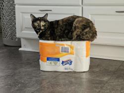 Lost Female Cat last seen Melrose Parkway and Woodbury Avenue, Norfolk, VA 23508