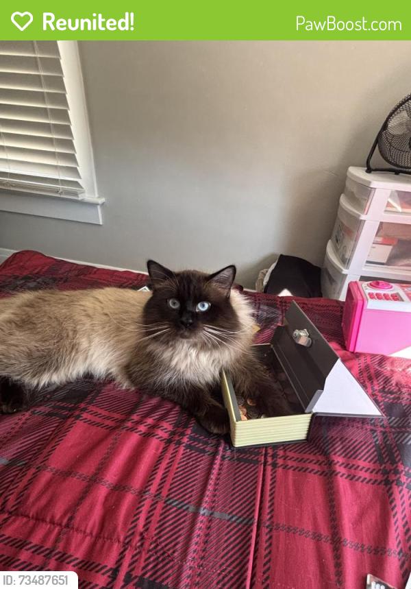 Reunited Male Cat last seen Near 22nd ST NW Barberton OH 44203, Barberton, OH 44203