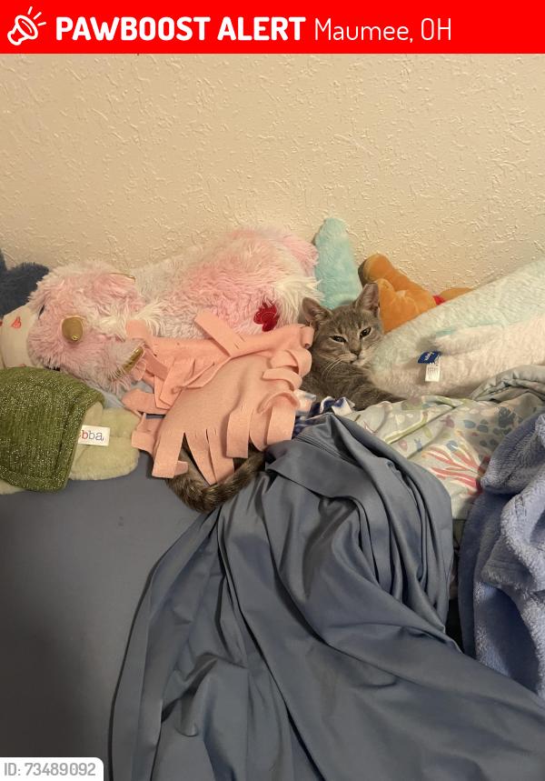 Lost Female Cat last seen Maumee, Maumee, OH 43537