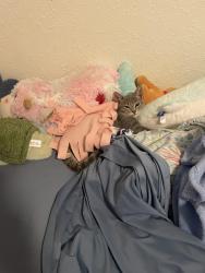 Lost Female Cat last seen Maumee, Maumee, OH 43537