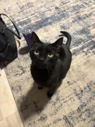 Found/Stray Female Cat last seen Near Middletown giant. Close to my hse, Middletown, PA 17057
