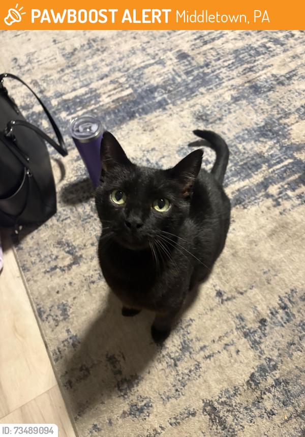 Found/Stray Female Cat last seen Near Middletown giant. Close to my hse, Middletown, PA 17057
