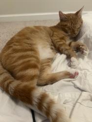 Reunited Unknown Cat last seen Hemlock Way, Mallory Creek, Leland, NC 28479