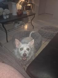 Reunited Female Dog last seen Near sw 153 court, Miami, FL 33196