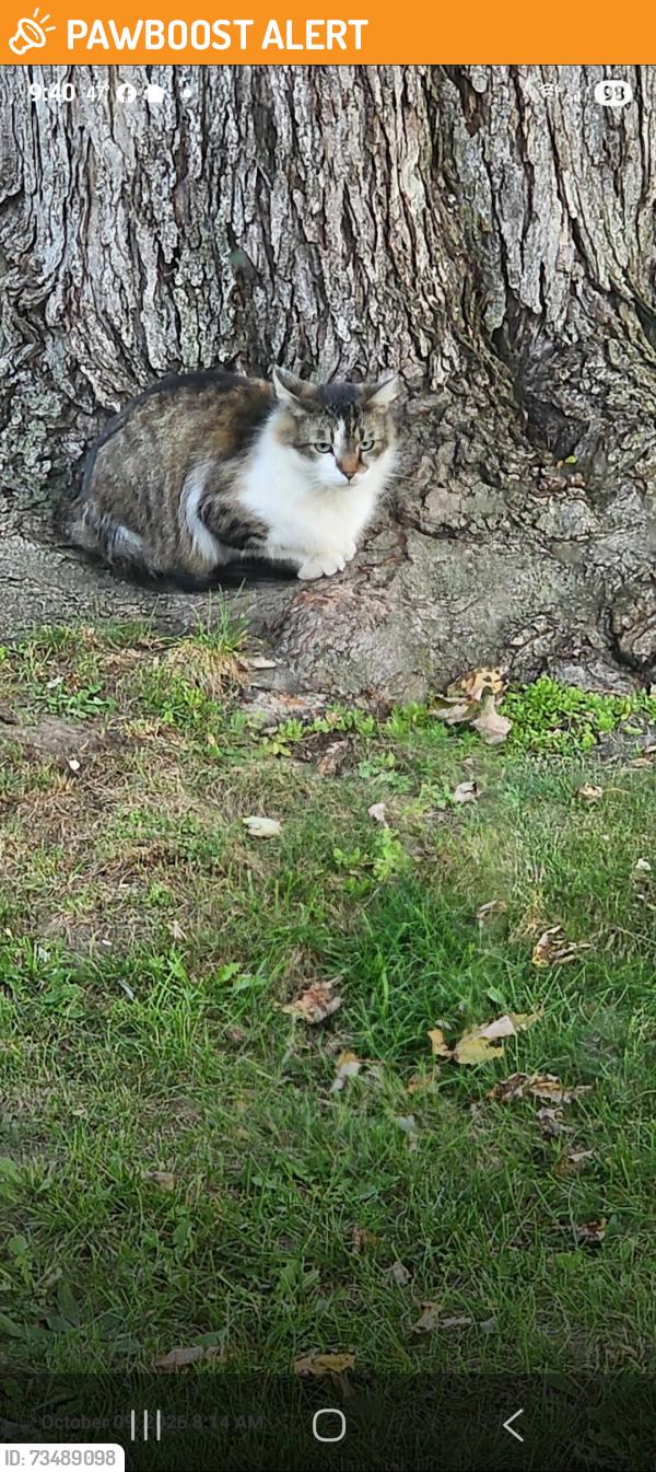 Found/Stray Male Cat last seen Colgate and telegraph, Dearborn Heights, MI 48125
