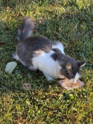 Found/Stray Male Cat last seen Knapp & Smith, Canandaigua, NY 14424