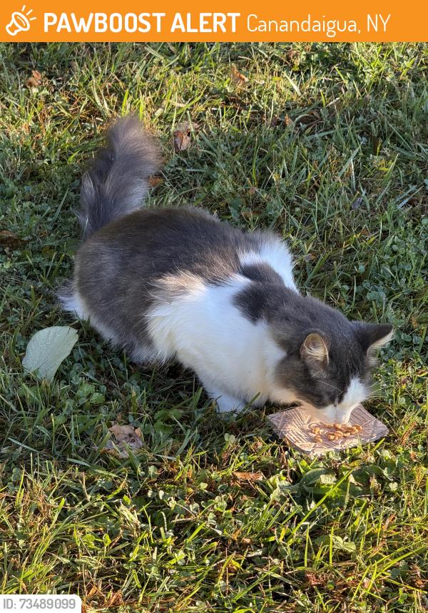 Found/Stray Male Cat last seen Knapp & Smith, Canandaigua, NY 14424