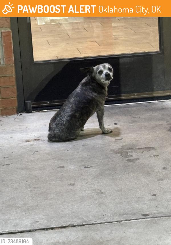 Found/Stray Male Dog last seen At the caseys on 122nd and Western, Oklahoma City, OK 73114