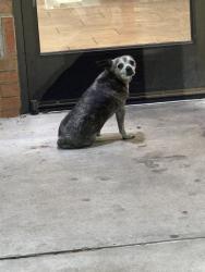 Found/Stray Male Dog last seen At the caseys on 122nd and Western, Oklahoma City, OK 73114