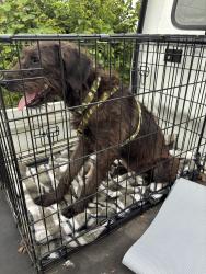 Found/Stray Female Dog last seen Lee university, Cleveland, TN 37311