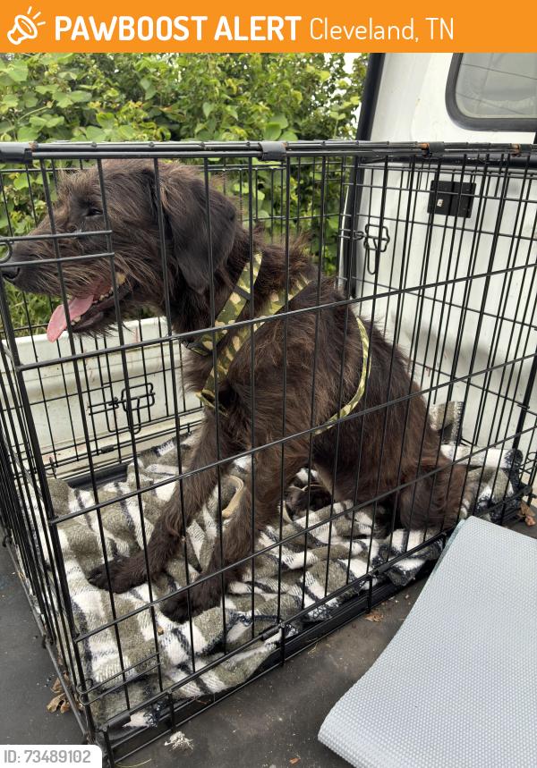 Found/Stray Female Dog last seen Lee university, Cleveland, TN 37311