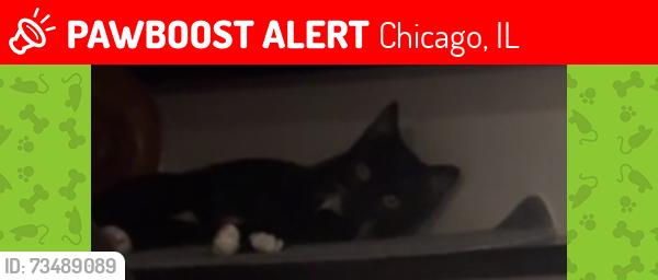 Lost Female Cat last seen Archer and Lockwood, Chicago, IL 60638