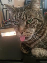 Reunited Male Cat last seen Block 38 Granville road, Berkshire, England 