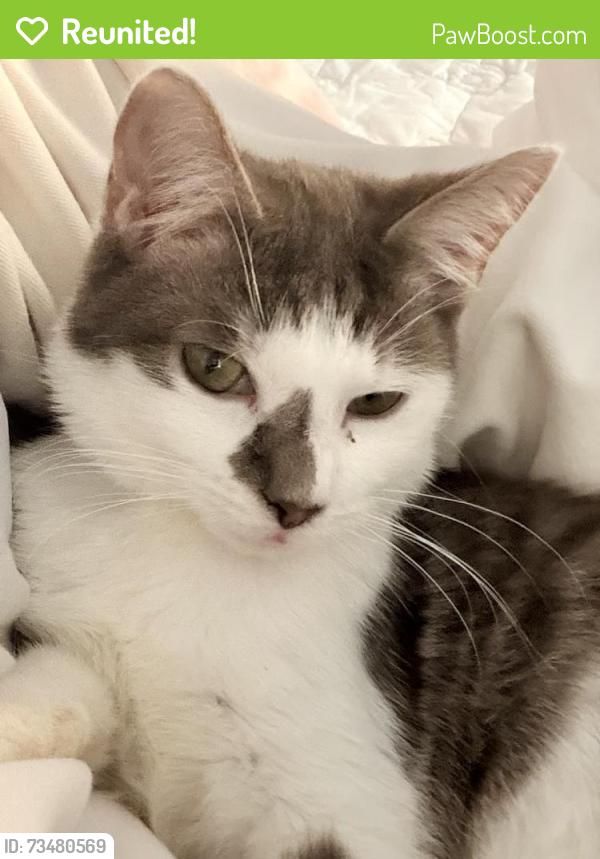 Reunited Male Cat last seen Smith Street, Summer Hill, NSW 2130
