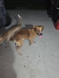 Reunited Male Dog last seen Corydon/strong pine, Houston, TX 77336
