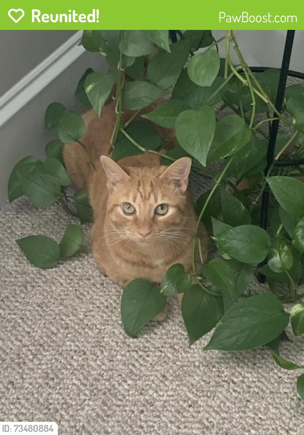 Reunited Male Cat last seen Penny Rd, Raleigh, NC 27606