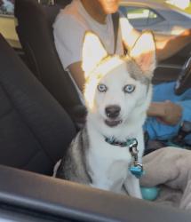 Reunited Female Dog last seen Power rd, Pawtucket, RI 02860