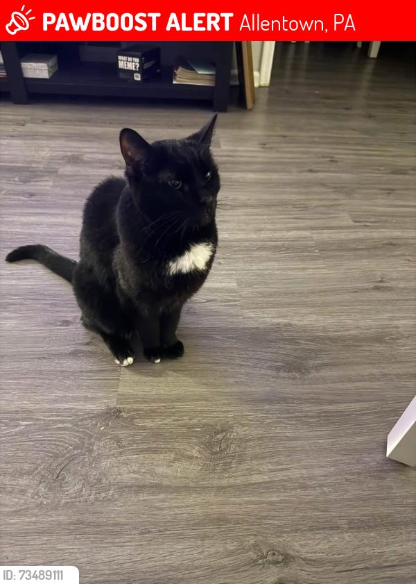 Lost Male Cat last seen barnside ct, Allentown, PA 18103