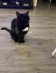 Lost Male Cat last seen barnside ct, Allentown, PA 18103
