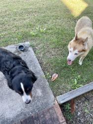 Reunited Unknown Dog last seen Rainwater Dr, Ringgold, GA 30736, USA, Ringgold, GA 30736