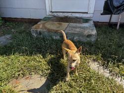 Lost Male Dog last seen Lowe ave, High Point, NC 27260