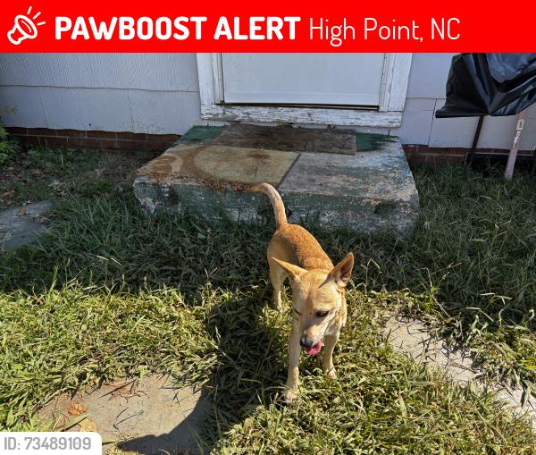 Lost Male Dog last seen Lowe ave, High Point, NC 27260