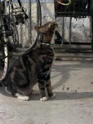Reunited Unknown Cat last seen Farwell and Wayne, Chicago, IL 60626