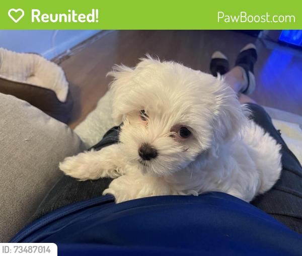 Reunited Female Dog last seen Britghtonsprings, Katy, TX 77449