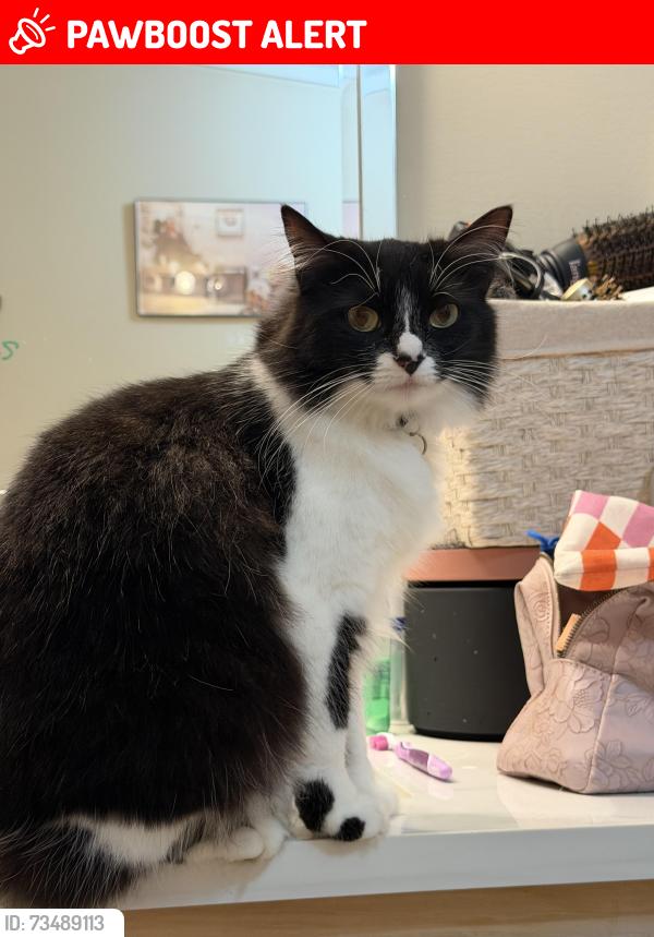 Lost Female Cat last seen Bradley Branch Rd, Buncombe County, NC 28704