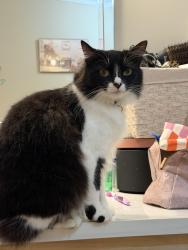 Lost Female Cat last seen Bradley Branch Rd, Buncombe County, NC 28704