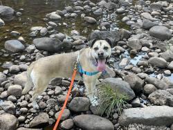 Reunited Female Dog last seen Corona and Elizabeth Streets, Winston-Salem, NC 27103