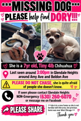 Lost Female Dog last seen Amy and Belden, Glendale Heights, IL 60137