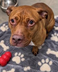 Shelter Stray Female Dog last seen , 5302 Stone St, Chattanooga, TN 37412, USA