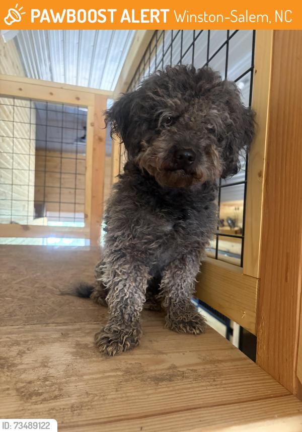 Found/Stray Female Dog last seen Gumtree road, Winston-Salem, NC 27107
