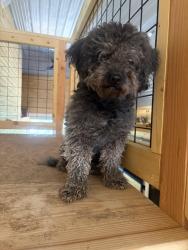 Found/Stray Female Dog last seen Gumtree road, Winston-Salem, NC 27107