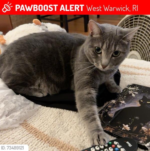 Lost Female Cat last seen Epworth Ave, West Warwick, RI 02893